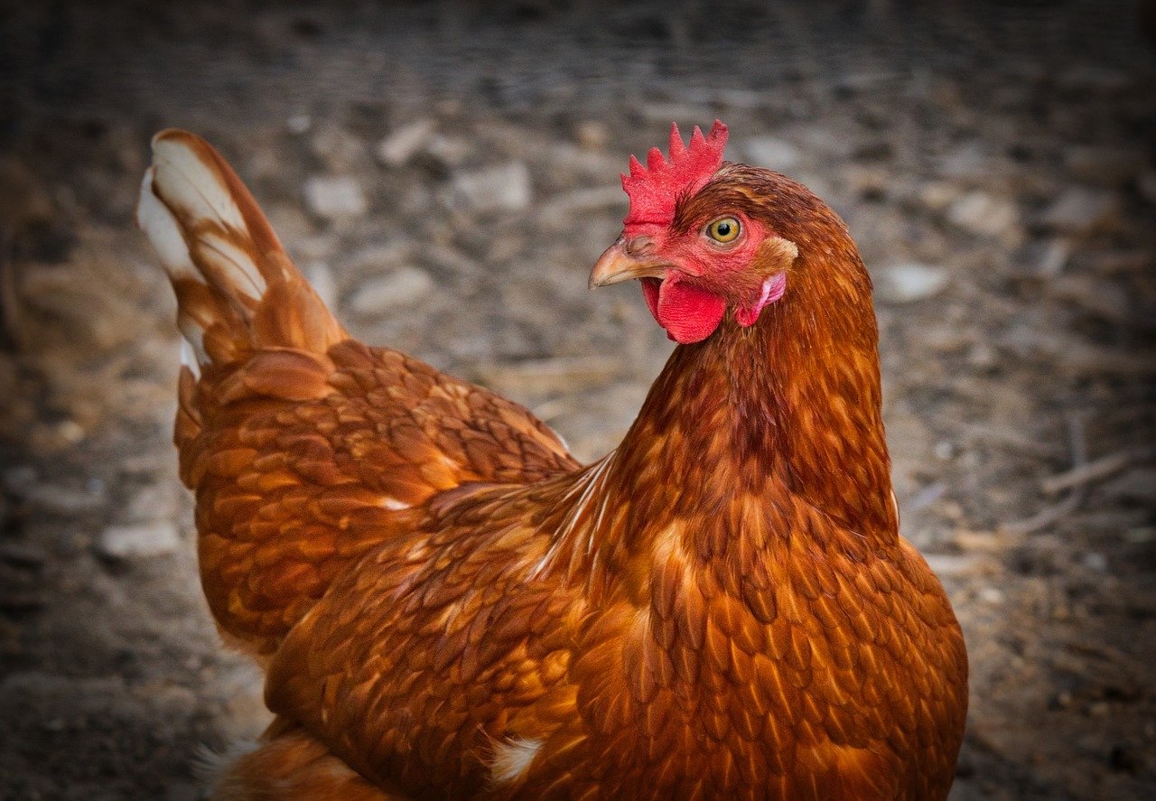 ブラジル産鶏肉の危険性【アメリカさえも輸入禁止する毒肉】